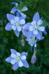 columbine, flower, wildflower, Colorado, San Juan Mountains